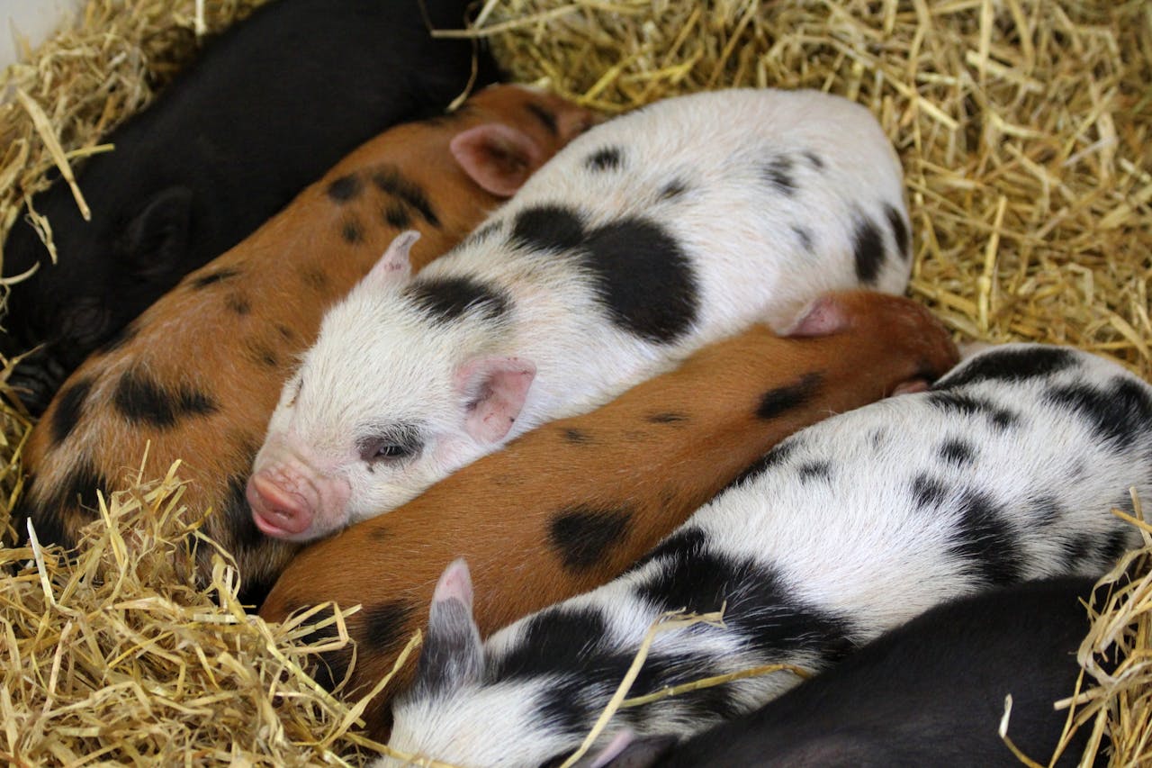 Adorable piglets resting on straw, showcasing rural charm and farm life.