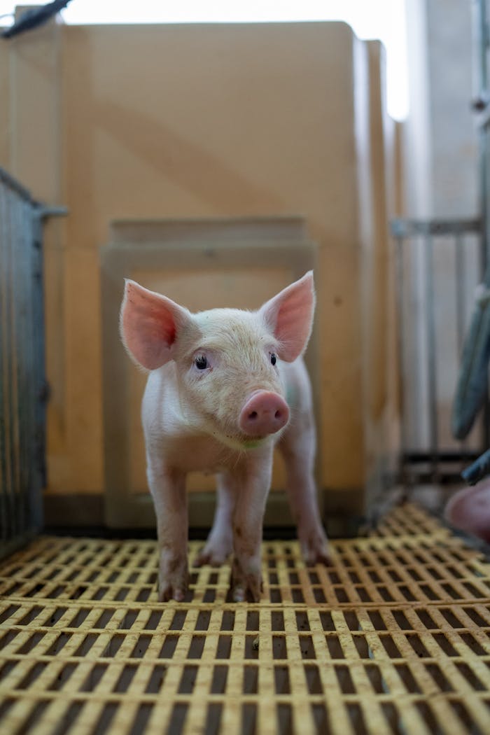 Cute piglet standing on slatted floor inside a farm pen, looking curious and vulnerable.