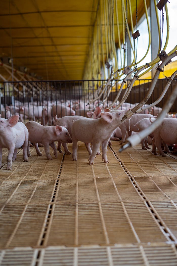 Piglets on slatted floors in an indoor farm, with feeding equipment.